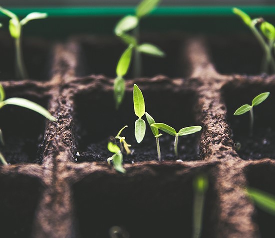 The future of food: interview with Dr Sandro&nbsp;Demaio