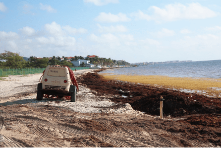 Health at the intersections: The influx of sargassum seaweed in the Caribbean and its implication for human&nbsp;health